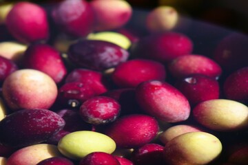 Frische Oliven im Wasser eingelegt, um die Bitterstoffe auszuschwemmen