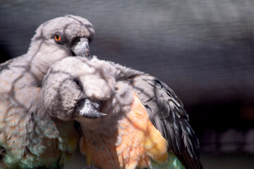 The red-bellied parrot is a small African parrot It is a mostly greenish and grey parrot © susan flashman