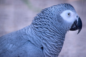 the African grey parrot has a white eye surround, black beak and grey body
