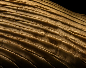 microscopy of animal chitin, showing growth striations