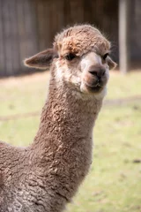 Fotobehang alpaca are slender bodied animals with long legs and neck and small heads and large pointed ears. They are covered in soft fleece © susan flashman
