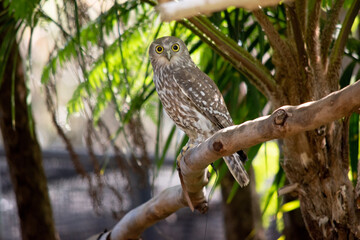 The barking owl has bright yellow eyes and no facial-disc. Upperparts are brown or greyish-brown, and the white breast is vertically streaked with brown. The large talons are yellow. - obrazy, fototapety, plakaty