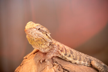 They have a broad, triangular head, round bodies, stout legs, and robust tails.