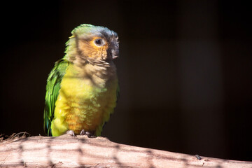 The brown throated conure plumage is green. The forehead, sides of head and chin are yellowish-orange. The crown is bluish, and the throat and upper breast are pale olive-brown.
