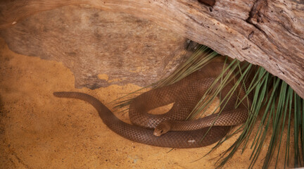 The Eastern Brown Snake is a long and slender snake; its upper surface is usually pale brown to...