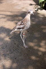 The bush stone curlew has grey-brown feathers with black streaks, a white forehead and eyebrows, a broad, dark-brown eye stripe and golden eyes
