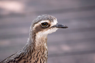 The bush stone curlew has grey-brown feathers with black streaks, a white forehead and eyebrows, a broad, dark-brown eye stripe and golden eyes