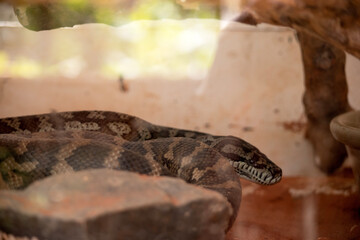 Fototapeta premium secretive and well camouflaged with olive to brown skin with cream blotches which allows them to hide among leaf litter in tree hollows, logs and rocky crevices.