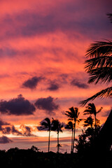 Obraz premium Palm trees silhouetted in pink and purple tropical sunset