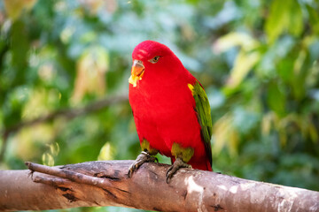 The chattering lory has a red body and a yellow patch on the mantle. The wings and thigh regions are green and the wing coverts are yellow. The tail is green with a blue tip.