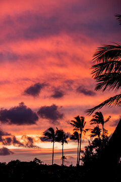 Palm trees silhouetted in pink and purple tropical sunset