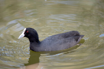 The Eurasian coot is a black sea bird with a white frontal shield