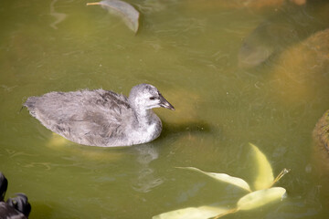 the dusky moorhen is a water bird which has all black feathers with an orange and yellow frontal...