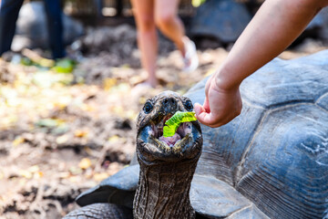 Feeding of Aldabra giant tortoise (Aldabrachelys gigantea) at the Prison island. Zanzibar, Tanzania