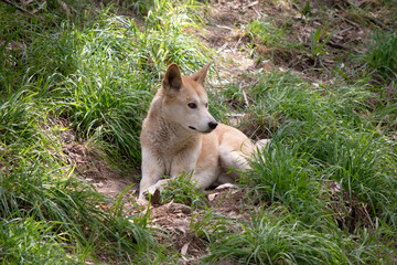 Dingos are a dog-like wolf. They have a long muzzle, erect ears and strong claws. They usually have...