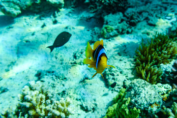 Fototapeta na wymiar Colonies of corals and Red Sea Clownfish (Amphiprion bicinctus) at coral reef in Red sea