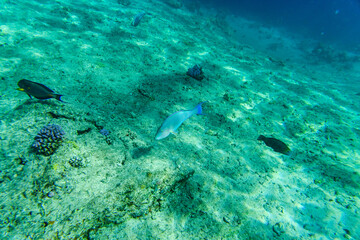 Naklejka na ściany i meble Colonies of the corals, Parrotfish and Acanthurus fishes at coral reef in Red sea