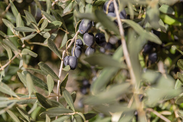 closeup of olive branches and these olives in Portugal