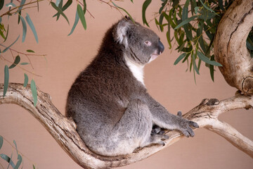 the Koala has a large round head, big furry ears and big black nose. Their fur is usually grey-brown in color with white fur on the chest, inner arms, ears and bottom.