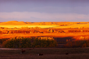 Sunrise over hayfields and pasture with cows