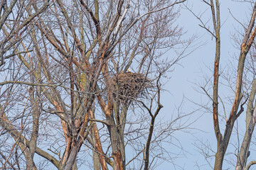 Bald Eagle Sitting on Its Nest