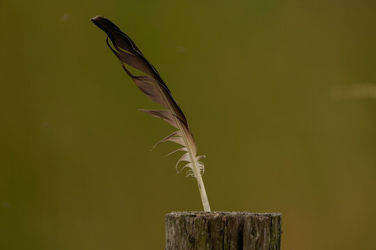 A bird feather standing upright in a wooden pole