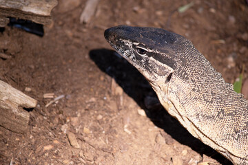 Komodo dragons are large lizards with long tails, strong and agile necks, and sturdy limbs.  Adults...