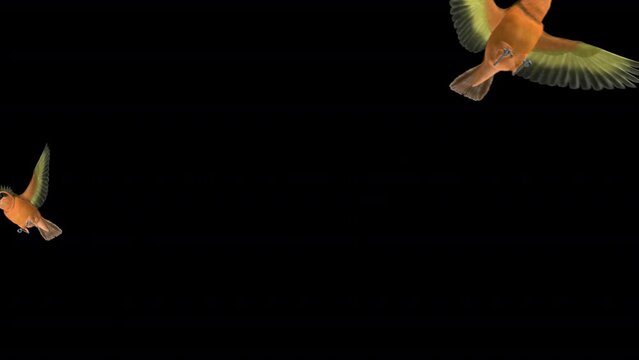 Hummingbird Flock - Rufous Hermit - 7 Birds - Flying Transition - Naturalistic realistic 3D animation with alpha channel isolated on transparent background