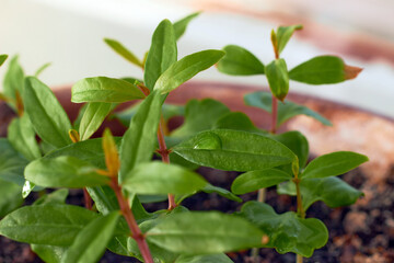 Young green sprouts with water drops. Macro photography with selective focus