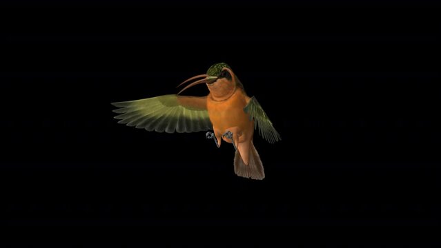 Hummingbird - Rufous Hermit - Fluttering Feeding Flight Loop - Side Angle View Closeup - Naturalistic realistic 3D animation with alpha channel isolated on transparent background