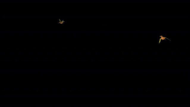Hummingbird - Rufous Hermit - Pair Flying Around - Naturalistic realistic 3D animation with alpha channel isolated on transparent background