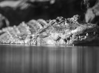 crocodile in the water