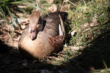 The plumed whistling duck's face and fore-neck are light, the crown and hind neck are pale brown...