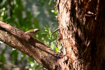 The Red-browed Finch is most easily recognised by its bright red eyebrow, rump and beak, on an otherwise green and grey bird.