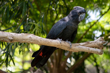 the Male Red-tailed Black Cockatoos are black with two vibrant red stripes in the tail. They also...
