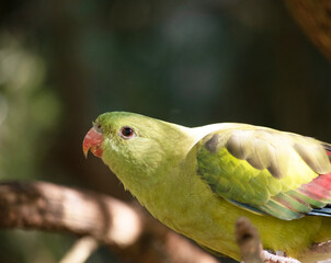The female regent parrot is all light green. It has yellow shoulder patches and a narrow red band crosses the centre of the wings and yellow underwings.