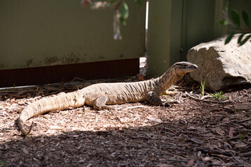 Rosenberg's monitor lizards have elongated head and neck, a relatively heavy body, a long tail, and well-developed legs. Their tongues are long, forked, and snakelike.