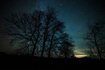 Silhouettes of trees against the background of the starry sky and the milky way.