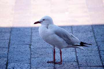 A seagull is a type of bird that lives near the coast and around bodies of water. They are known for their white and gray feathers, strong beak and webbed feet.