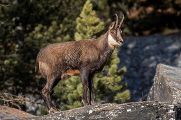 Wild alpine chamois or buck, standing on rocks against coniferous forest background, Male wild goat in sunset warm light on a winter day, Alps Mountains- Rupicapra rupicapra - obrazy, fototapety, plakaty