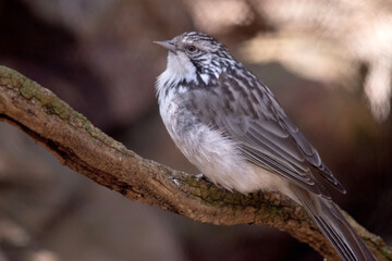The Striped Honeyeater is grey above, with a grey-white head and upper neck boldly striped black,...