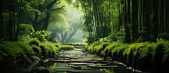 Foto op Plexiglas Beautiful bamboo forest in the morning. Bamboo forest in the morning. © Mas