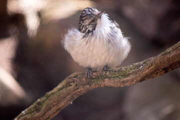 The Striped Honeyeater is grey above, with a grey-white head and upper neck boldly striped black,...