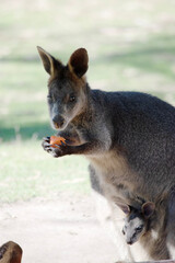 The swamp wallaby has dark brown fur, often with lighter rusty patches on the belly, chest and base of the ears.