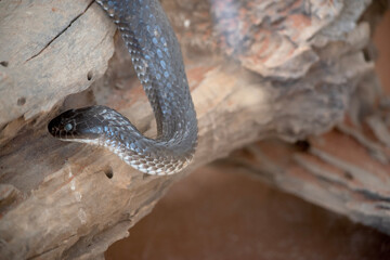 the tiger snake is slithering on a log