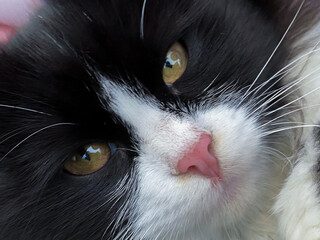 Photo of a black and white cat
