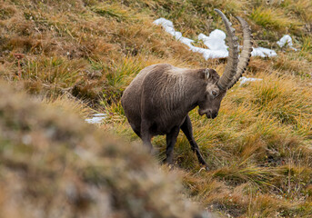 Bouquetin 