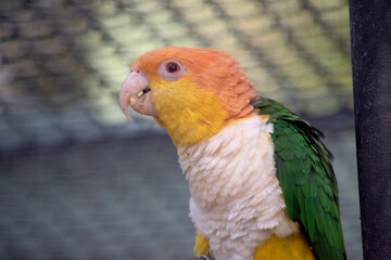 White bellied caique has a white, hooked beaks with pink nostrils on their ceres, a patch of bare skin above bird beaks...