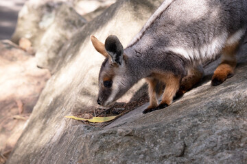 Naklejka premium The Yellow-footed Rock-wallaby is brightly coloured with a white cheek stripe and orange ears.