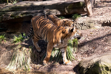 Young tigers have a coat of golden fur with dark stripes, the tiger is the largest wild cat in the...